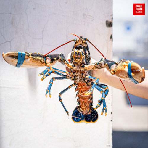 Live European Blue Lobster delivered islandwide in Singapore, powered by Oddle.
